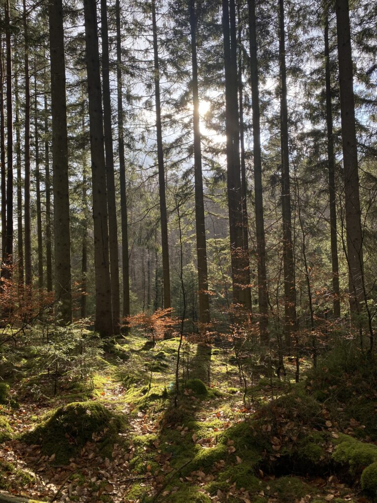 Hiking in a forest in Sweden