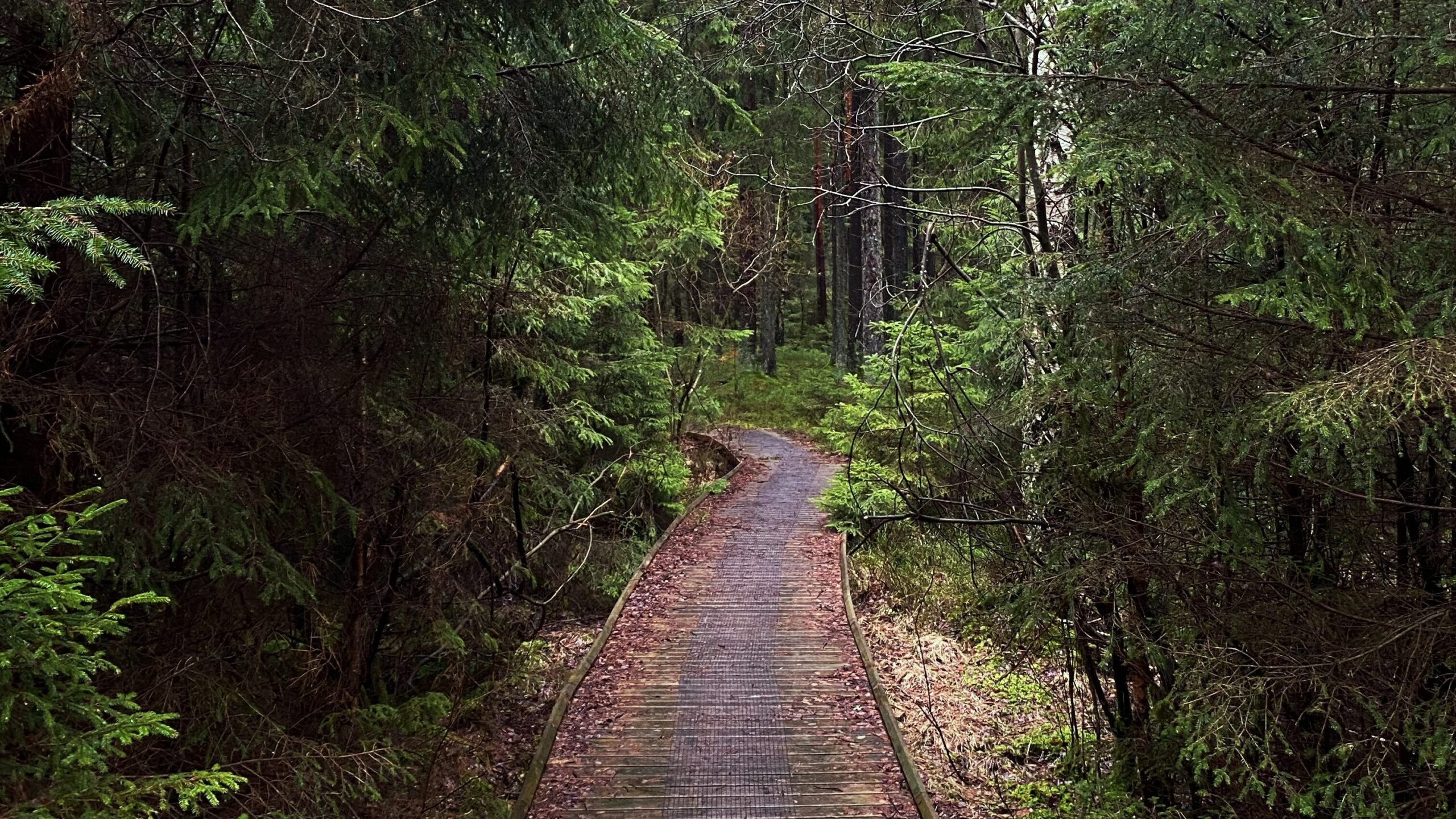 Hiking in Sweden helped me find freedom